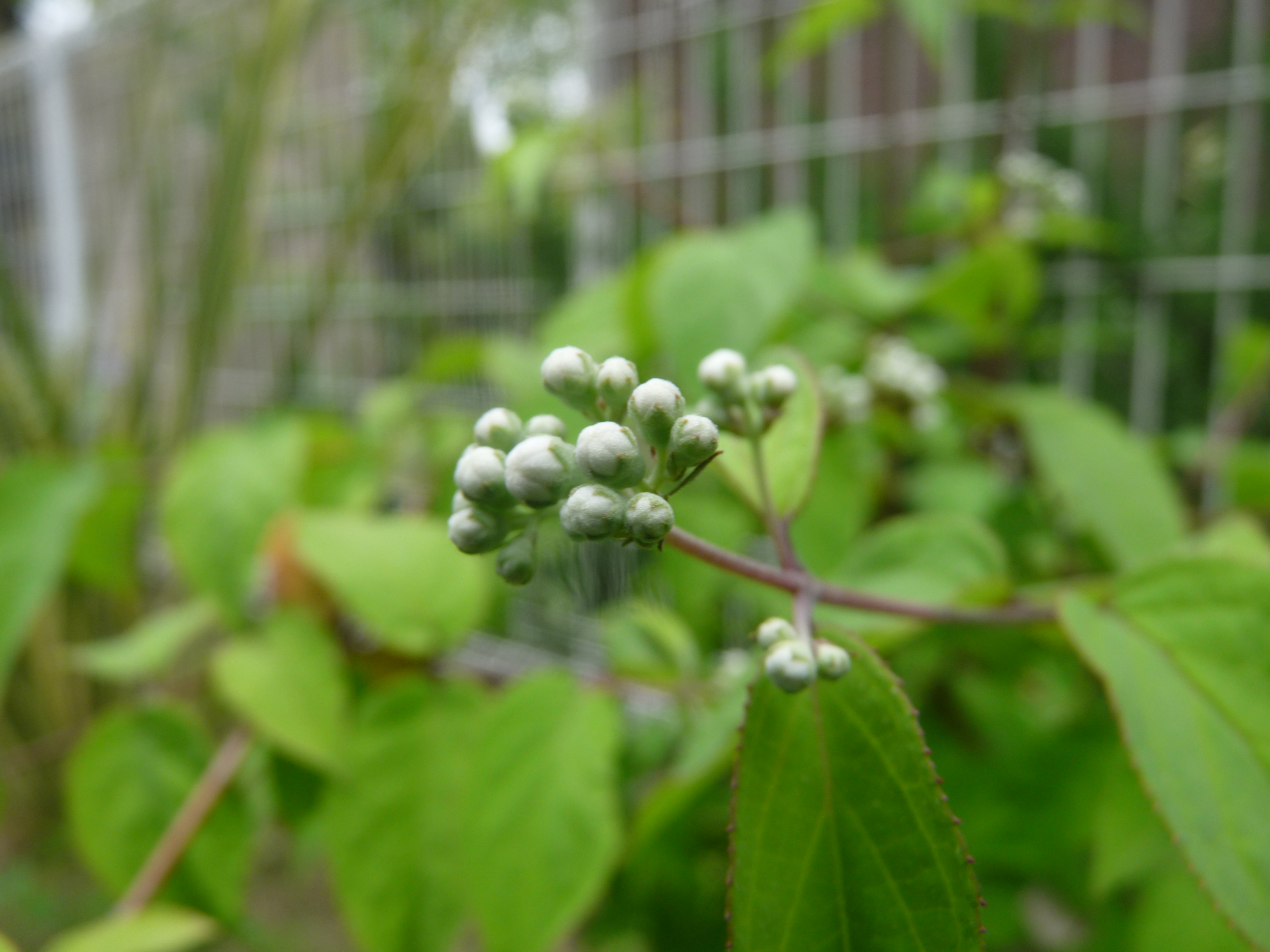 もうすぐ ウツギの花 育て方のポイントは 癒しのガーデニング ナチュラルガーデン 植物の育て方